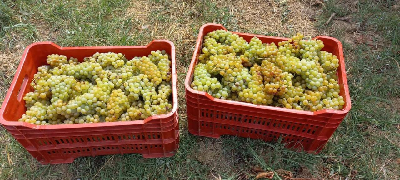 1929 Wine Food Relax Agriturismo Аккуї-Терме Екстер'єр фото